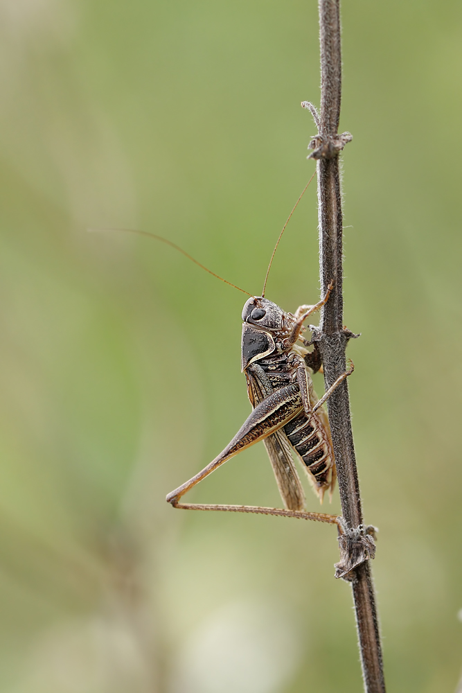 Platycleis-montana-M-1.jpg