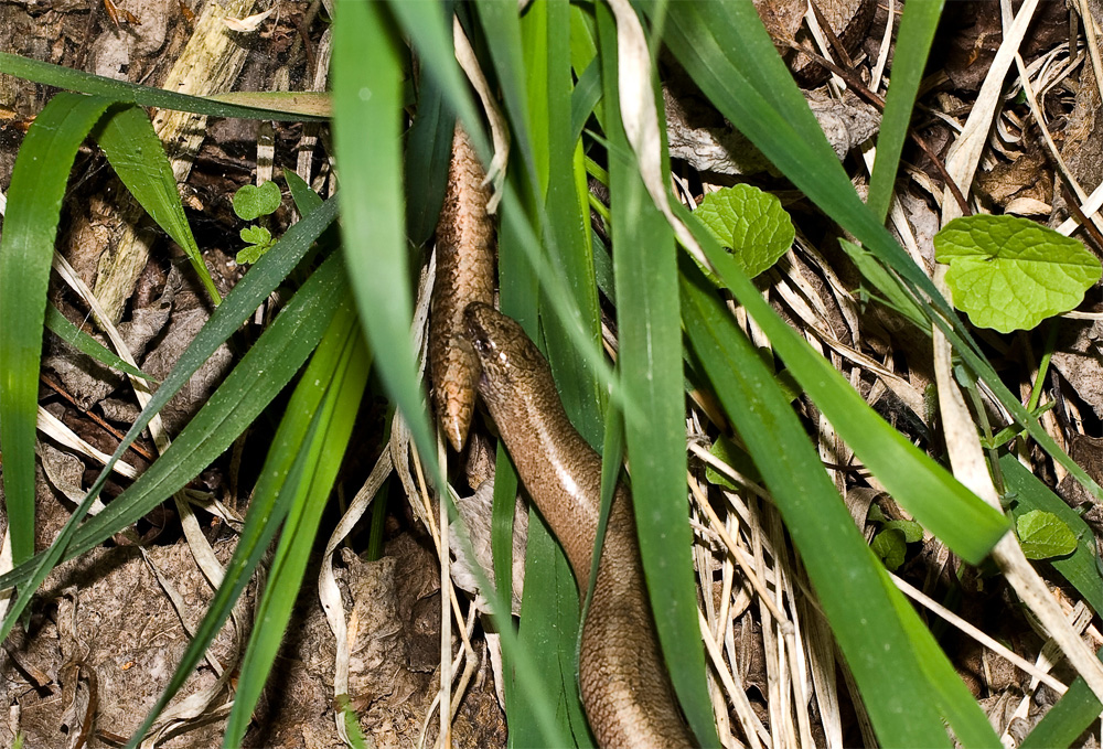 Blindschleichen_Paarung4_004076a.jpg