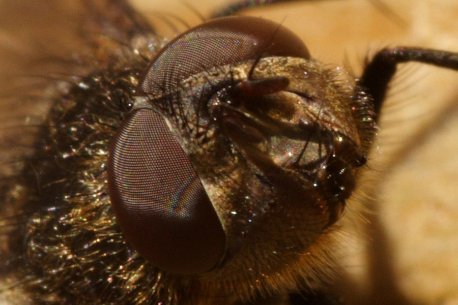 100er-crop.jpg