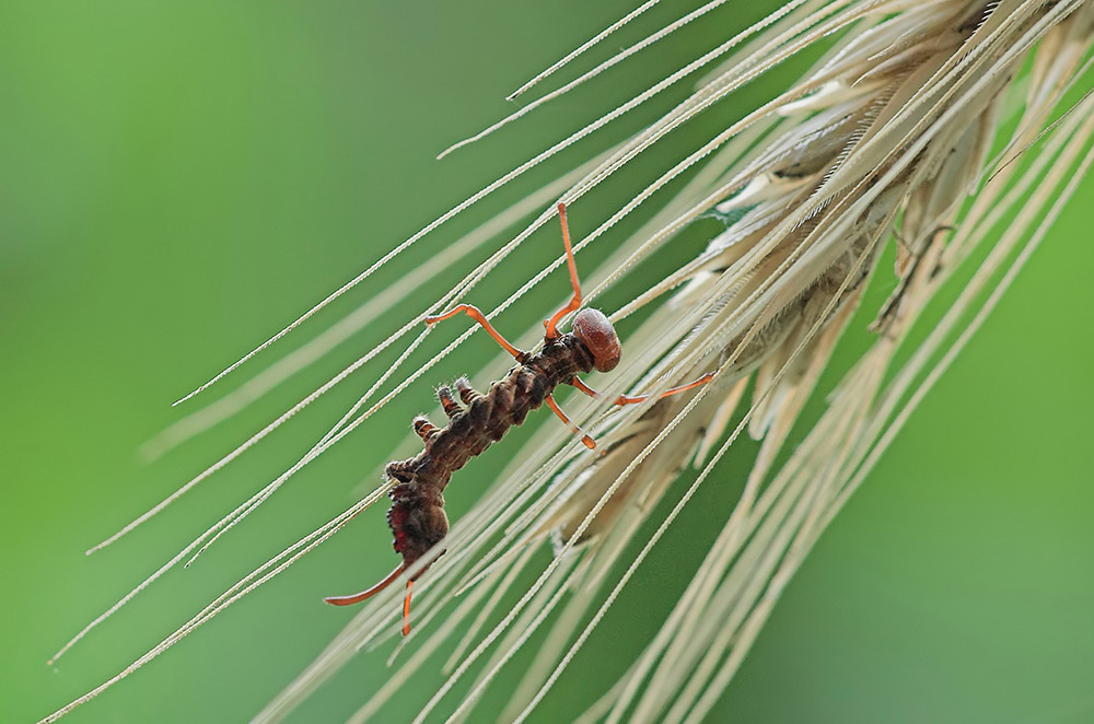 _DSC6650-10-alien.jpg