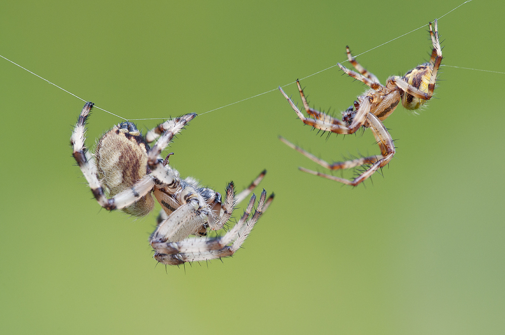 Spinnchen_kompr.jpg