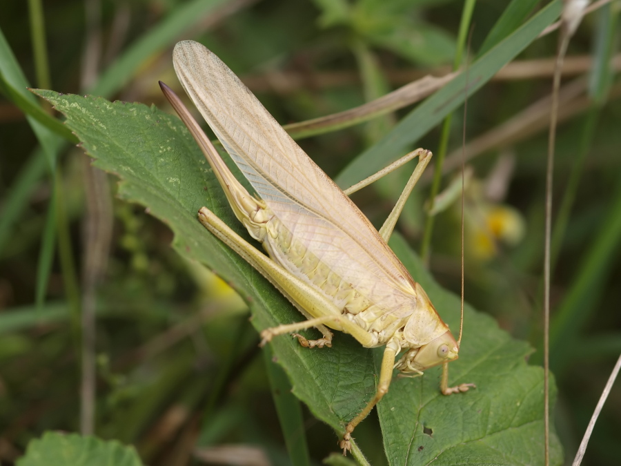 _8299593-Tettigonia viridissima beige.jpg