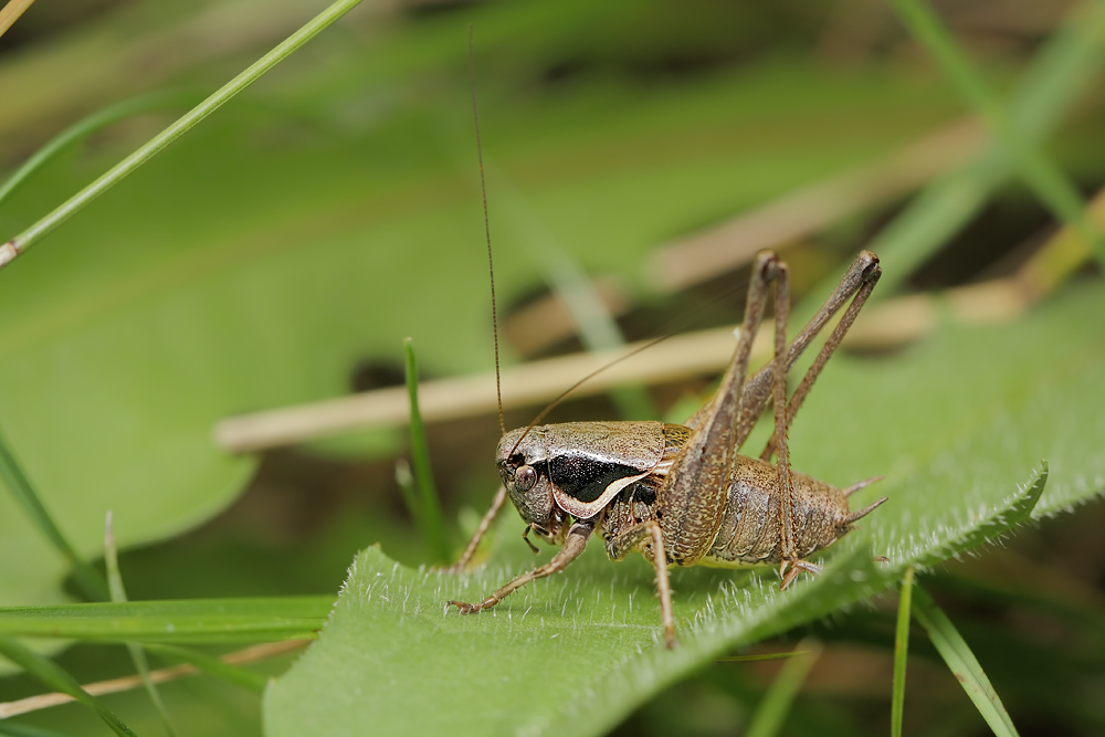Pholidoptera-fallax.jpg