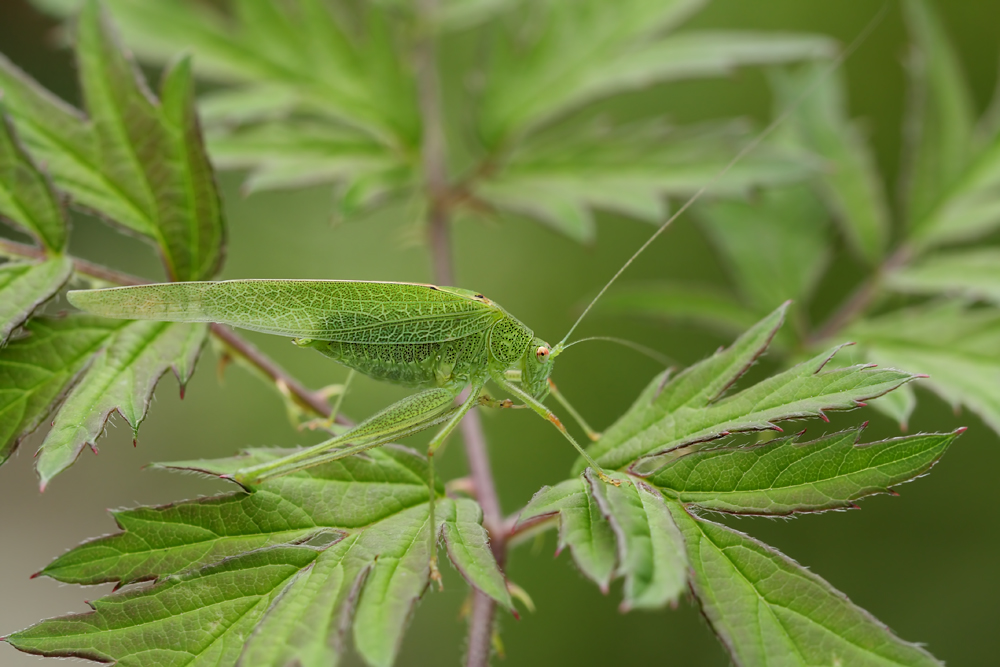 Phaneroptera-nana-Männchen.jpg