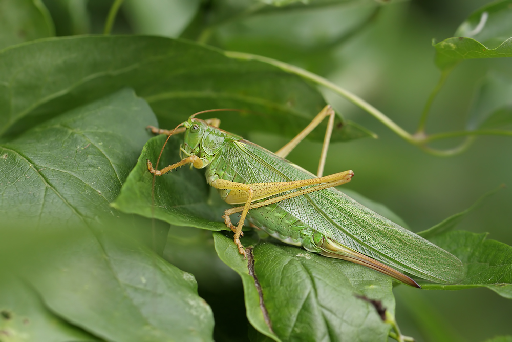 Tettigonia-teilgelb.jpg