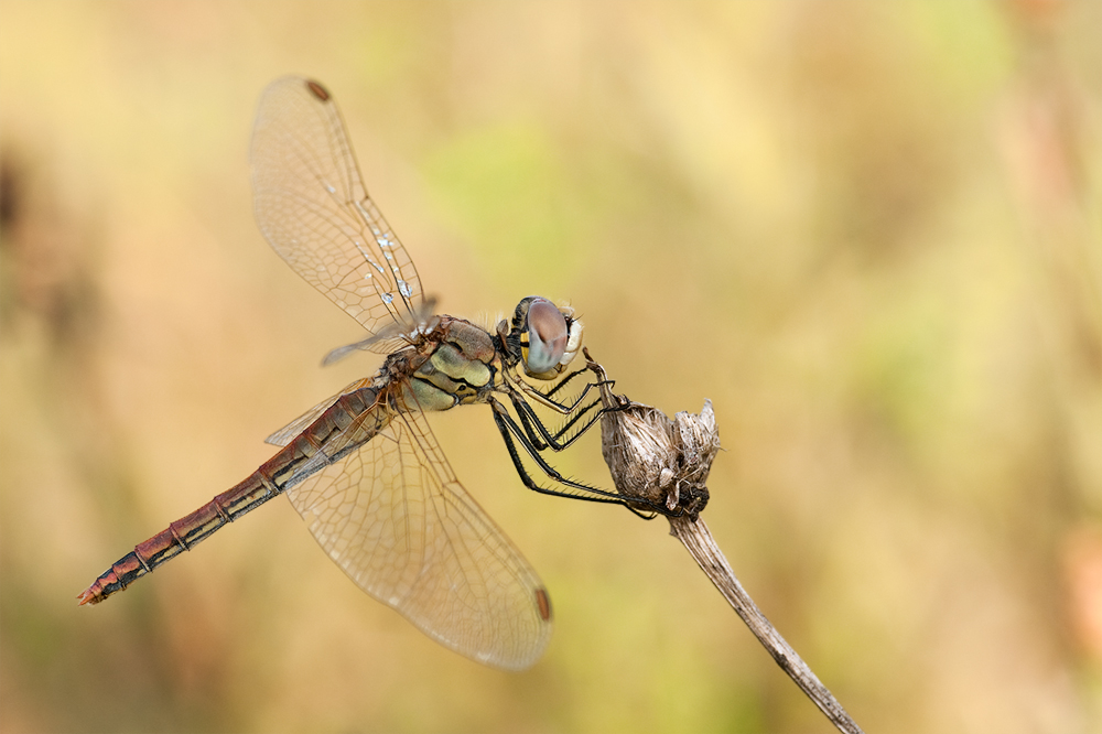 DSC_4531_Heidi_105 + 3diop_f10-1I100s-200.jpg