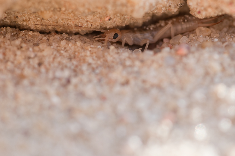 sandohrwurm01web.jpg