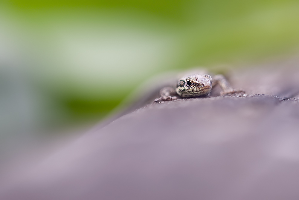 2010 08 24_5022_bearbeitet-1.jpg
