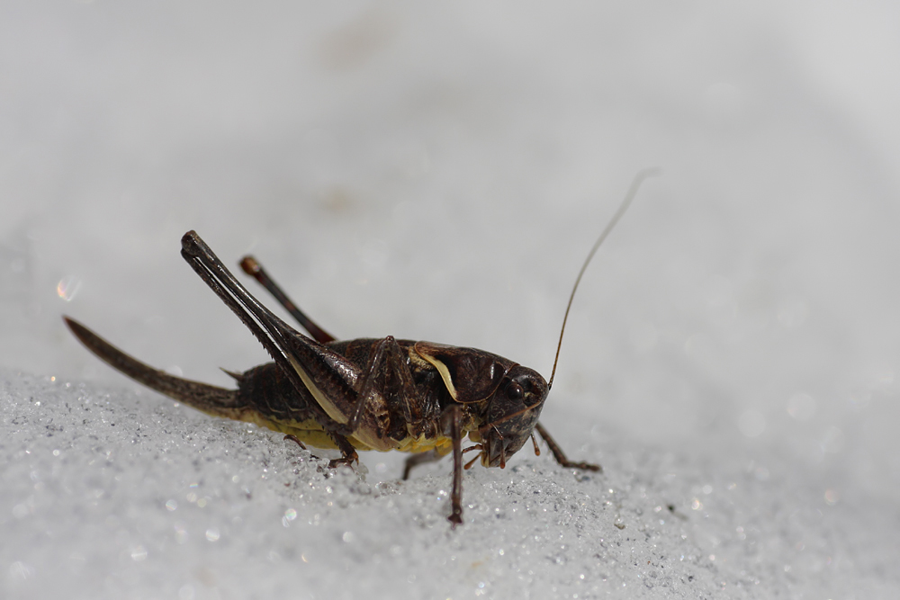 IMG_3489-Pholidoptera aptera.JPG