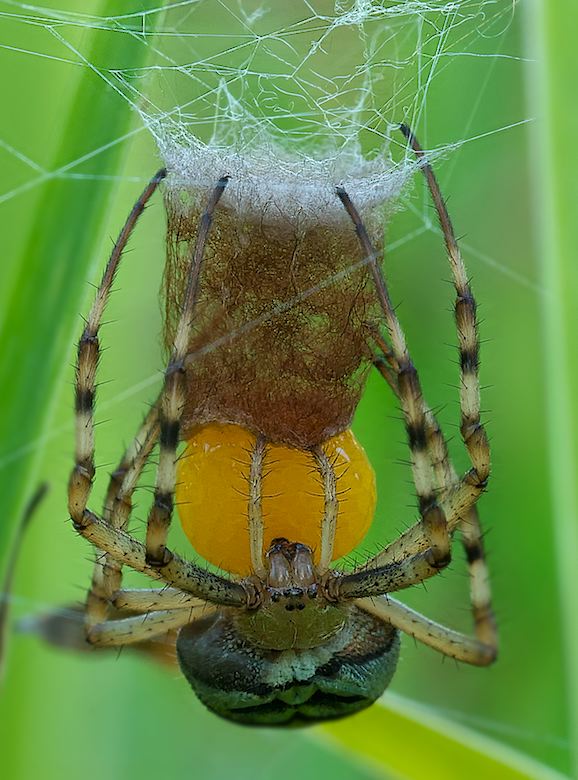 WSpinne_01.jpg