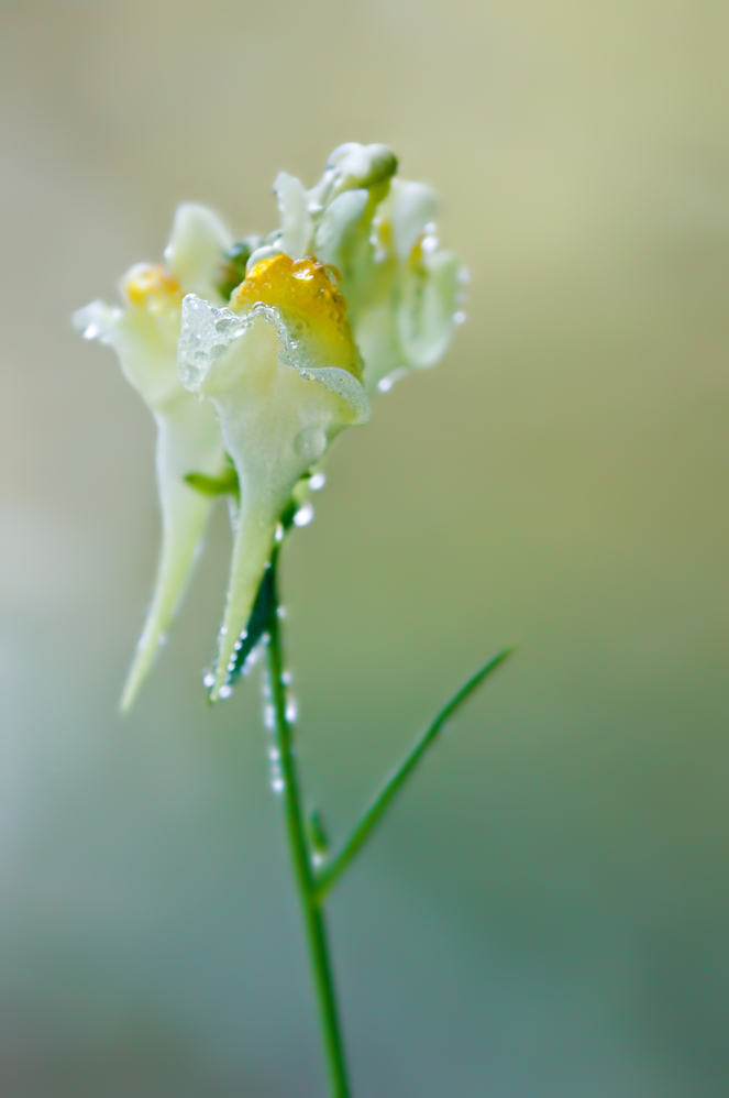 Leinkraut_Linaria vulgaris_DSC6024_663x998.jpg