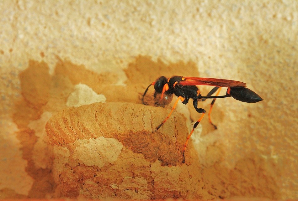 IMG_5602_Sceliphron caementarium.JPG