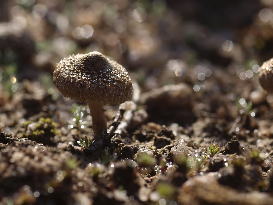 _9110446-Glitzerwelt.jpg