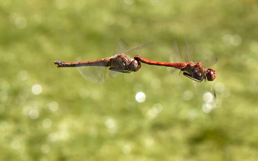 _MG_2062.jpg