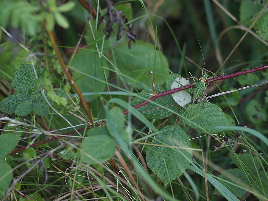 P9191293_Ephippigger-sw-w-Habitat.jpg