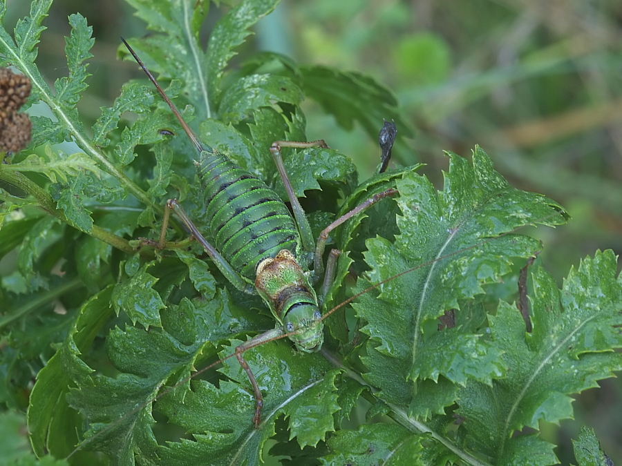 P9191197_Ephippigger-sw-w-Tarnung.jpg