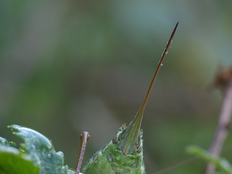 P9191210_Ephippigrer-sw-w-Schwert.jpg
