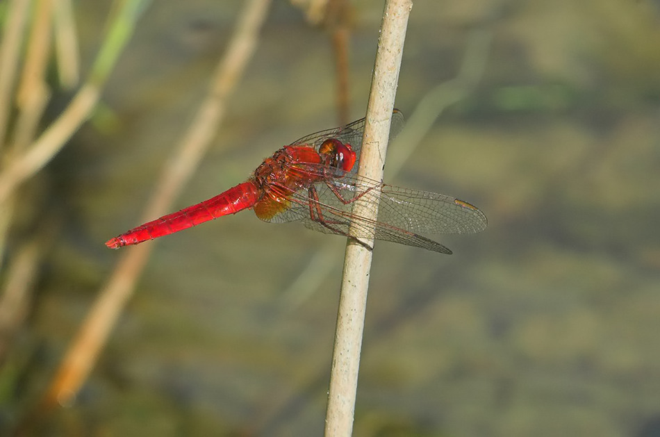 _DSC7609-10-CrocoSept 2.jpg