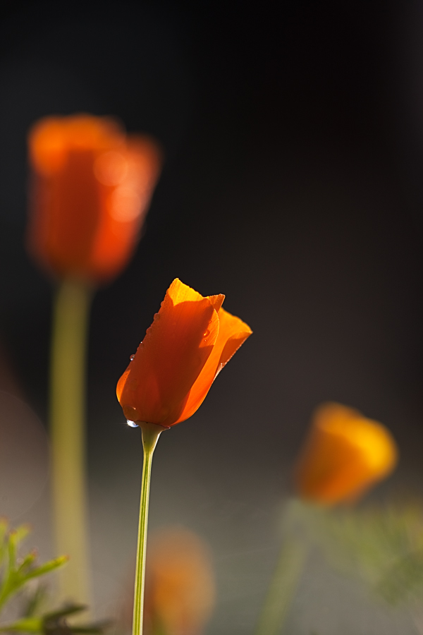 20100923_1157_Goldmohn_2.jpg