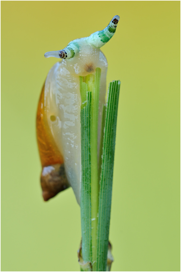 Angie_DSC_0142_Bernsteinschnecke-NF.jpg
