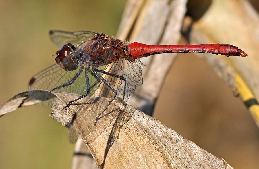 Libelle-MF7543.jpg