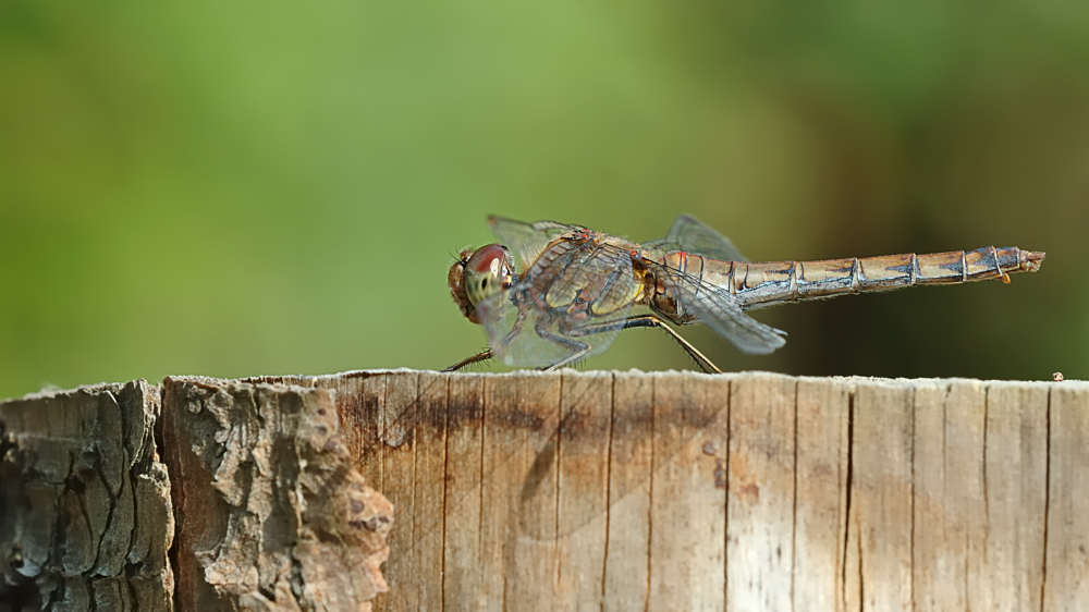 DSC_0117Libellen Landeplatzpano.jpg