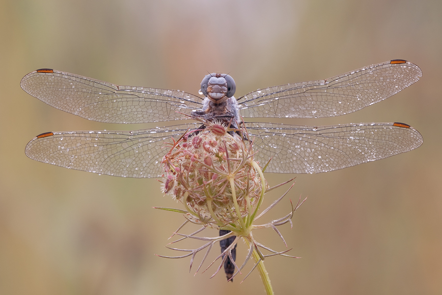 20100908-Südlicher Blaupfeil.jpg