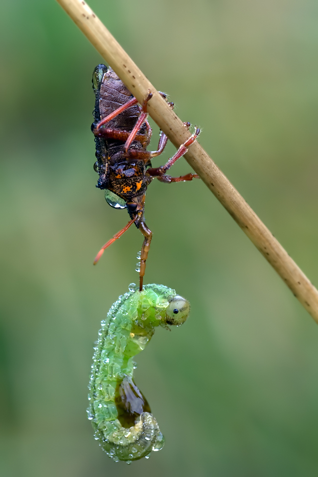 30.09.2010-Moor-145.jpg