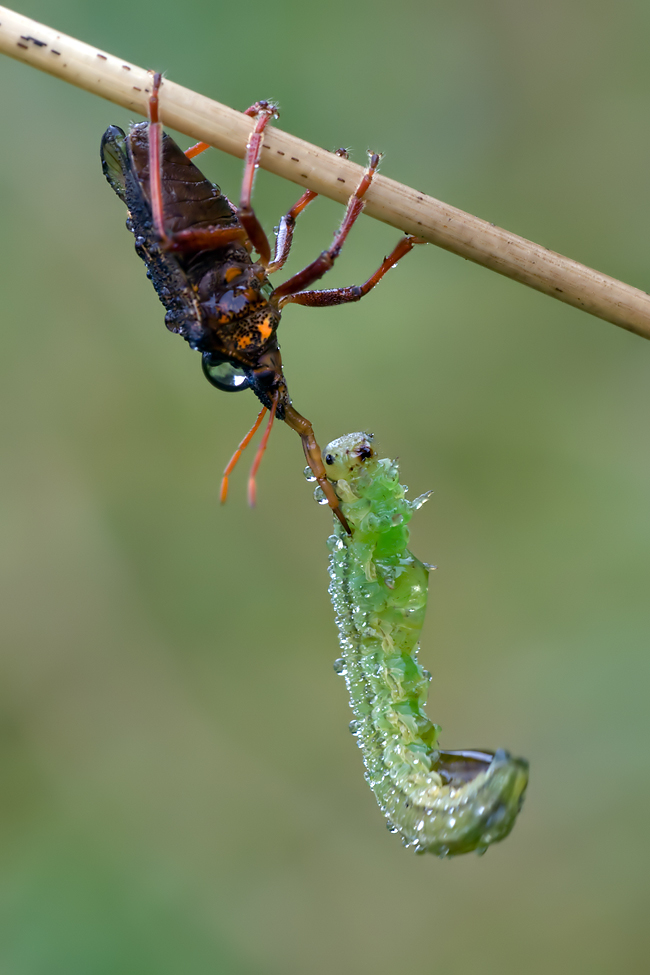 30.09.2010-Moor-161.jpg