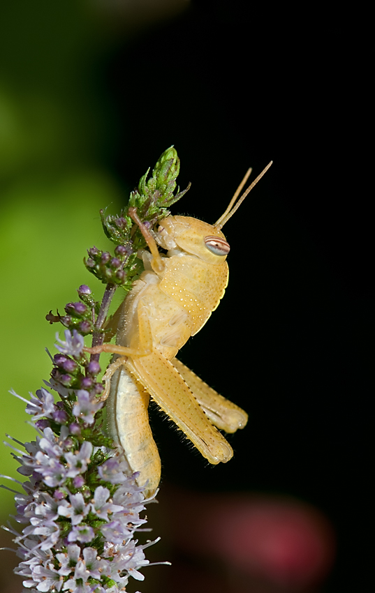 5372Heuschrecke MF.jpg