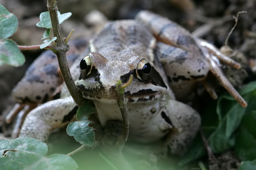 IQ3M7680_08-08-2010_Springfrosch_eingeklemmt.jpg