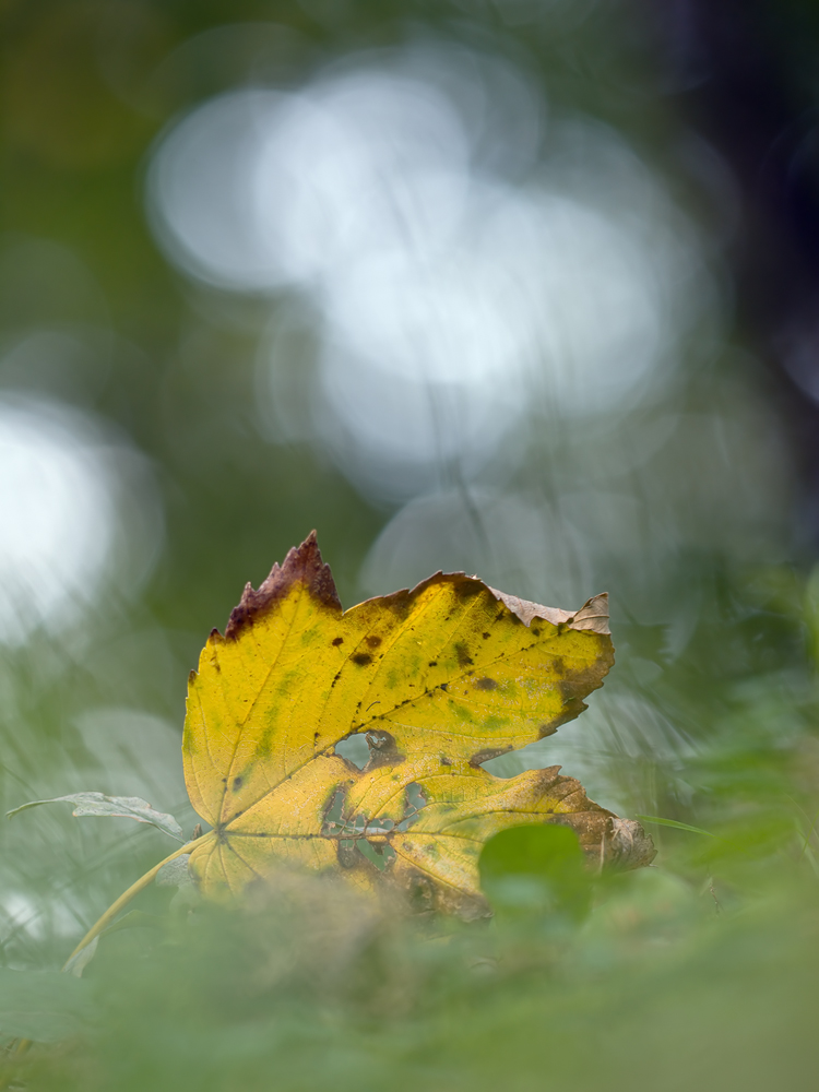 image detlefreich_sigma_150_e-3_oly_blaetter_baeume.jpg