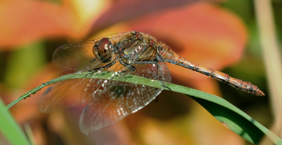 Herbstheidelibelle091020103.jpg