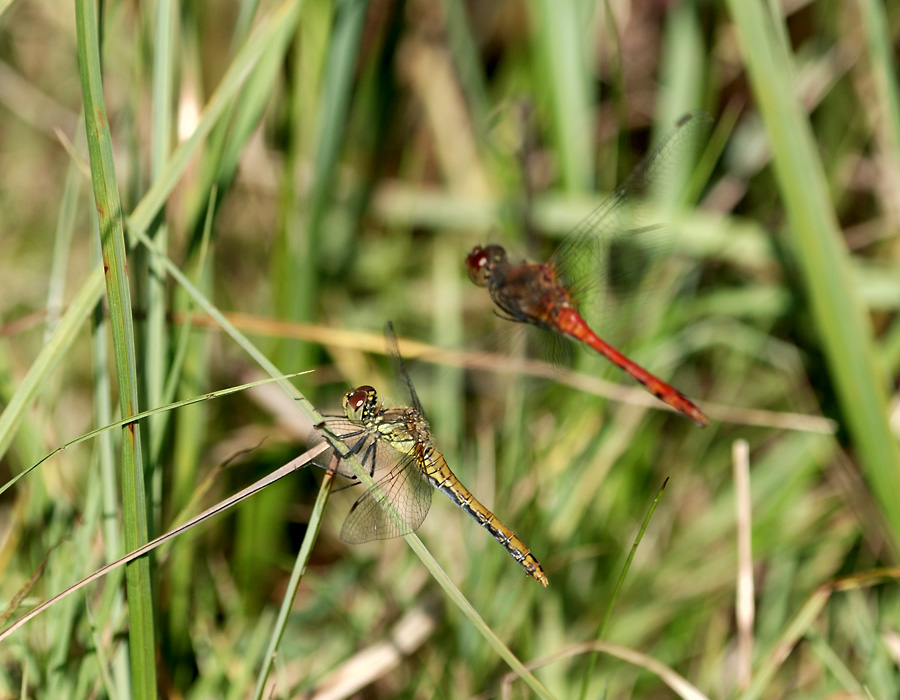 DSC_0955k.jpg