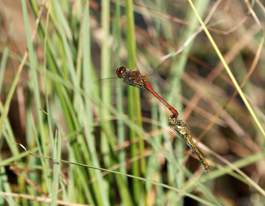 DSC_0932k.jpg