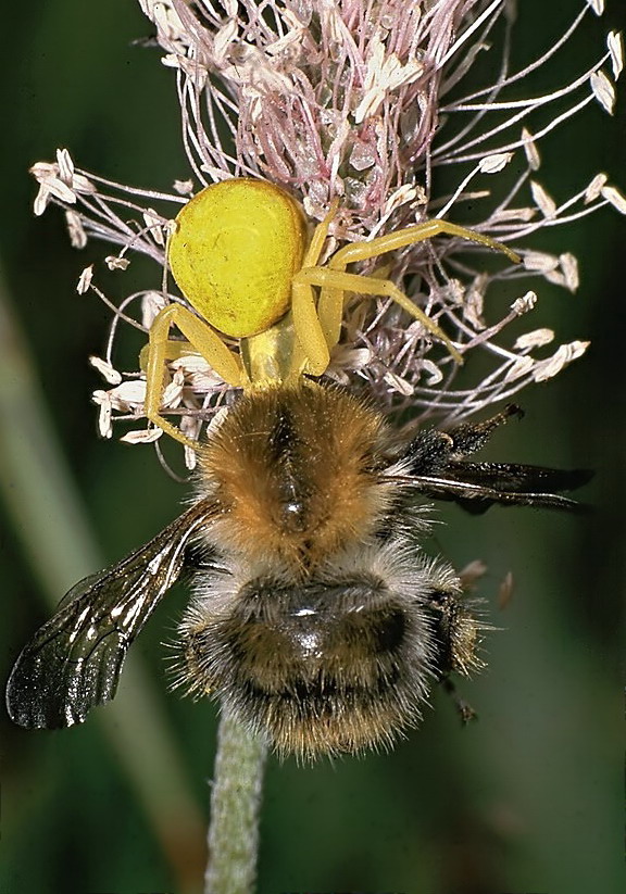 Misumena_vatia.jpg