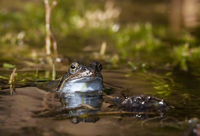 Frosch-Stapel.gif