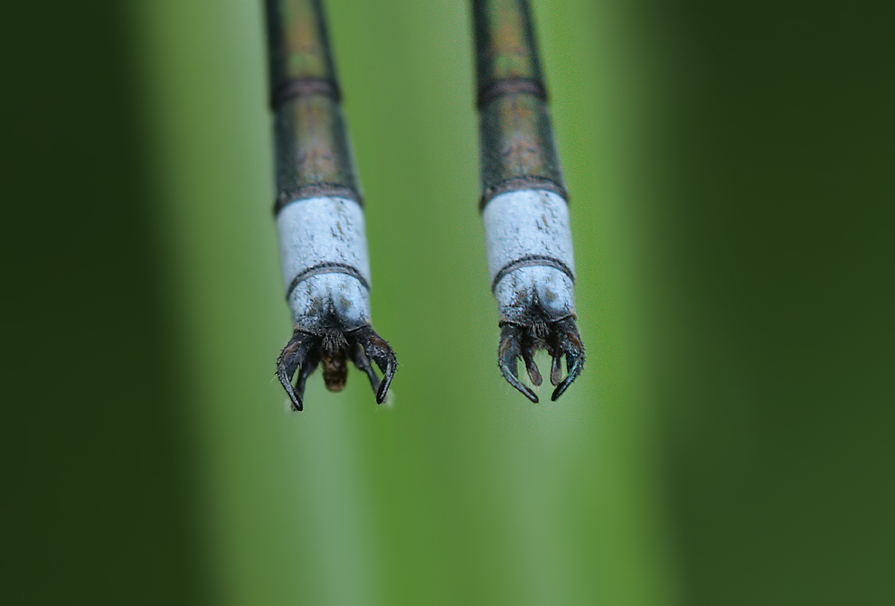 Lestes sponsa_ausscheidung_m_IMG_2995.jpg