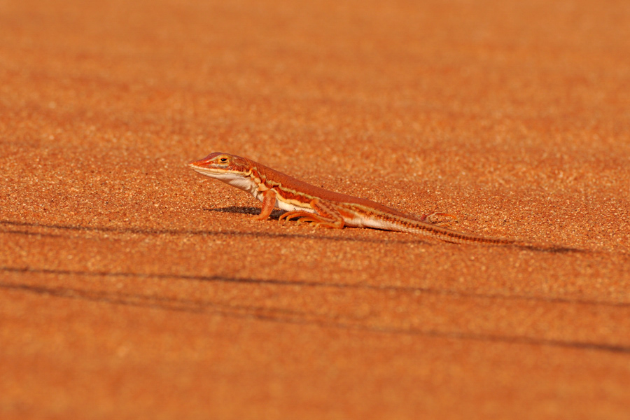 Namibia 2010_321DSC_6639.jpg
