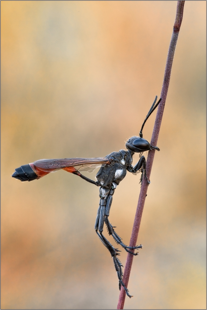 Ammophila_spec_982Hg1d9.jpg
