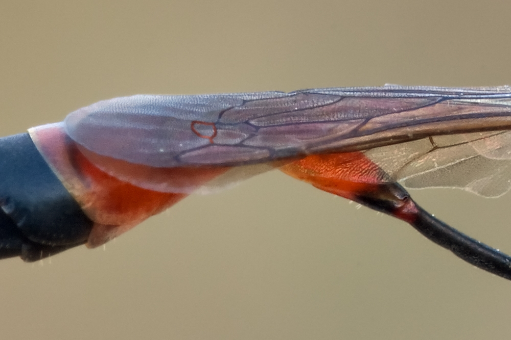 Ammophila_spec_crop_982Hg1d9.jpg