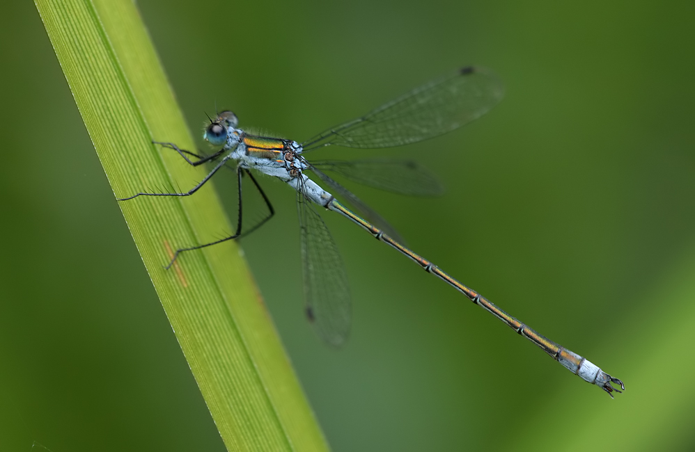 Lestes sponsa_m_IMG_2882a.jpg