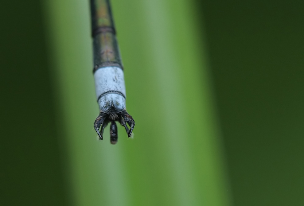 Lestes sponsa_anhänge_m3_IMG_2995.jpg