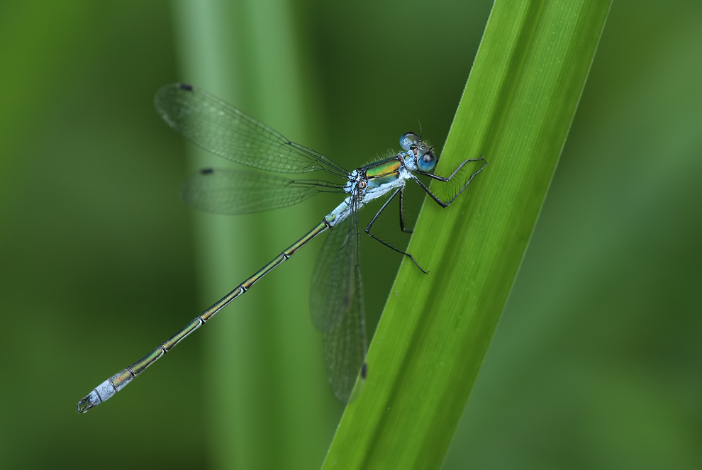 Lestes sponsa_m_IMG_2972.jpg