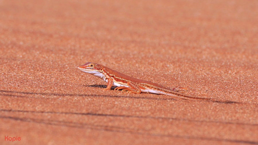 Kopie_Dieters-Namib-Echse.jpg