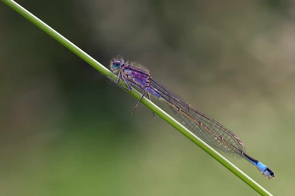 07.06.2010-Reischenhart-017.jpg