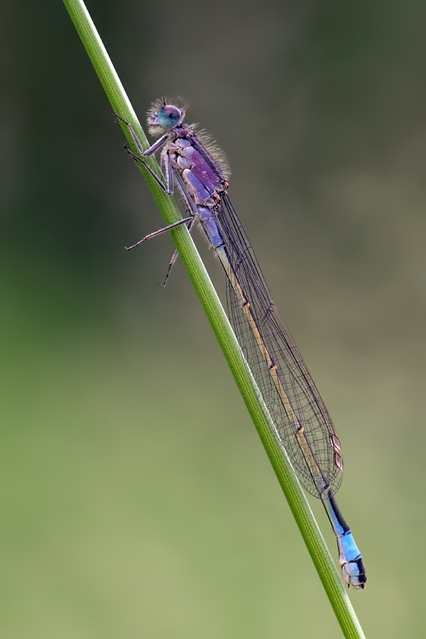 07.06.2010-Reischenhart-031.jpg