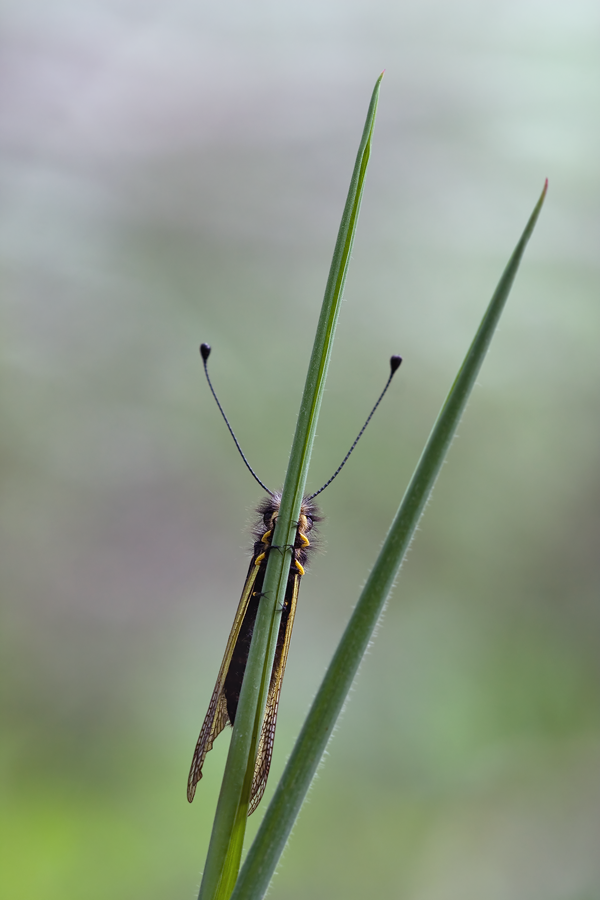 IMG_8462_7.1_1.5_200_Schmetterlingshaft_Sournia.png