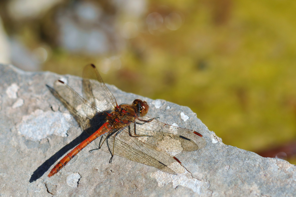 Libelle-2.jpg