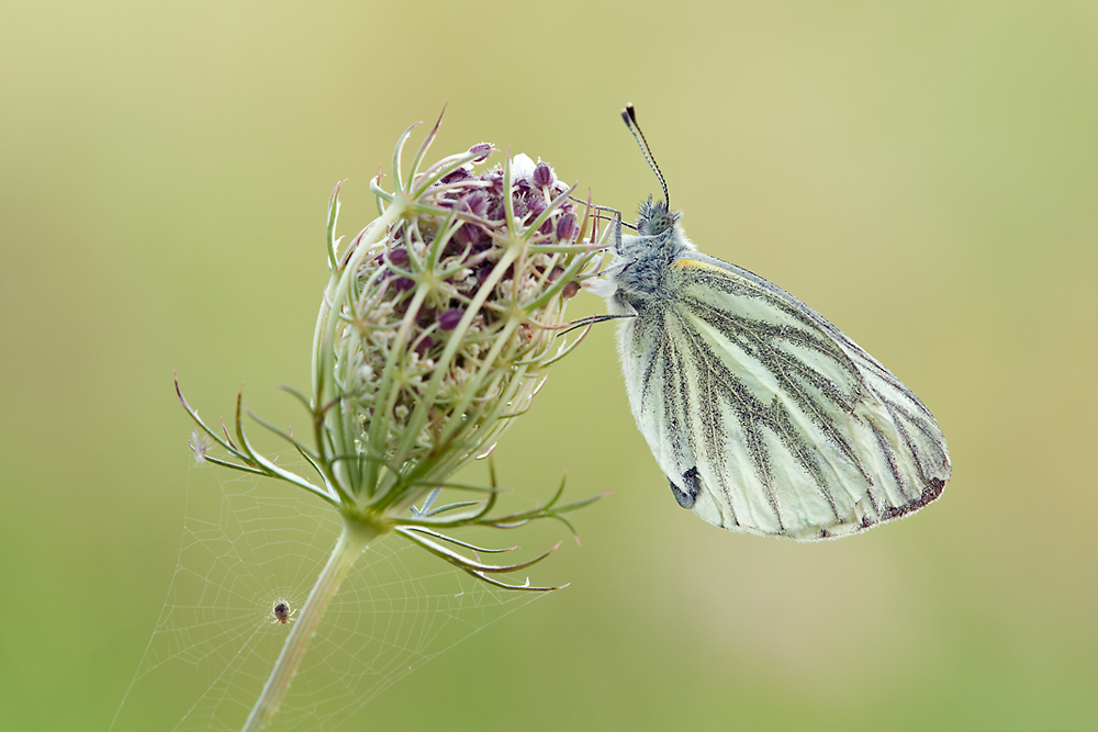 neueBEA_100%_5510.jpg